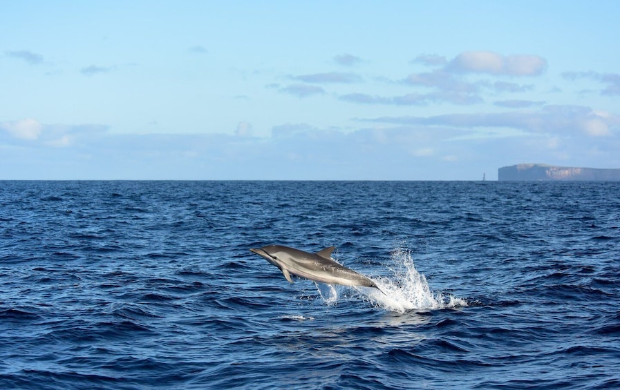 Picture 1 for Activity Madeira: Whale and Dolphin Watching Boat Tour from Machico