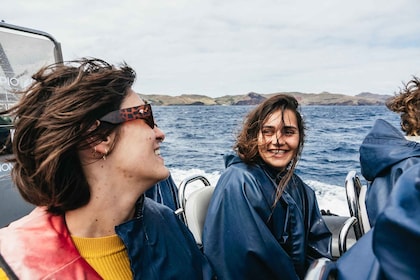 Desde Machico: recorrido en barco por Madeira para avistar ballenas y delfi...