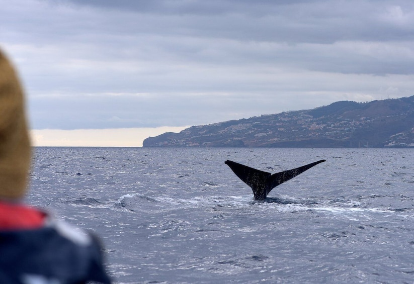 Picture 2 for Activity Madeira: Whale and Dolphin Watching Boat Tour from Machico