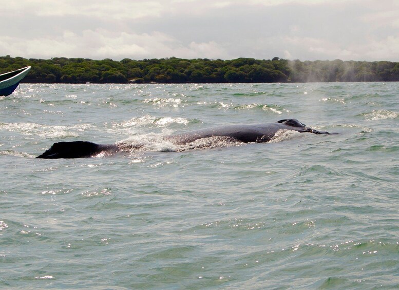 Picture 20 for Activity Cali: Whale Watching in the Colombian Pacific Coast