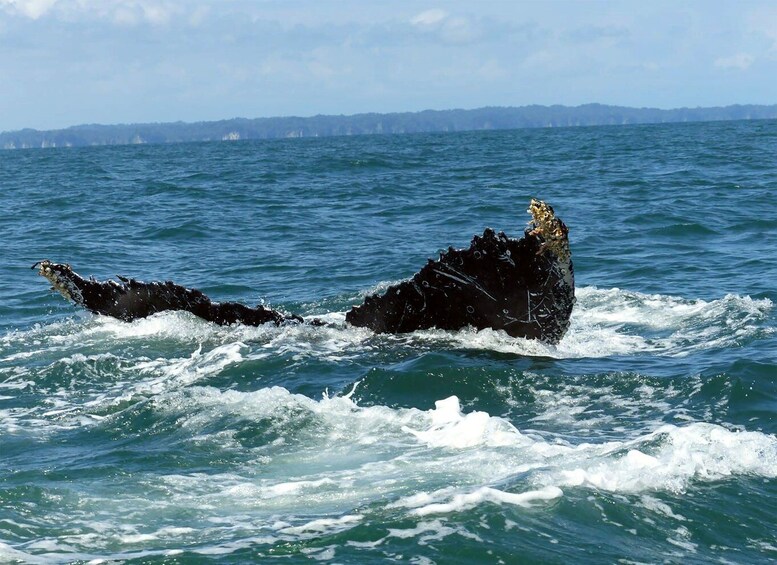 Picture 5 for Activity Cali: Whale Watching in the Colombian Pacific Coast