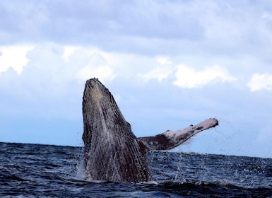 Cali : Observation des baleines sur la côte pacifique colombienne