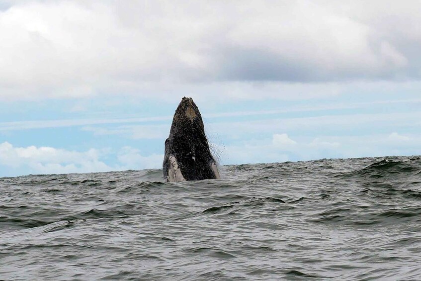 Picture 12 for Activity Cali: Whale Watching in the Colombian Pacific Coast