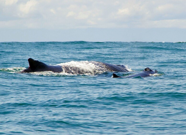 Picture 17 for Activity Cali: Whale Watching in the Colombian Pacific Coast