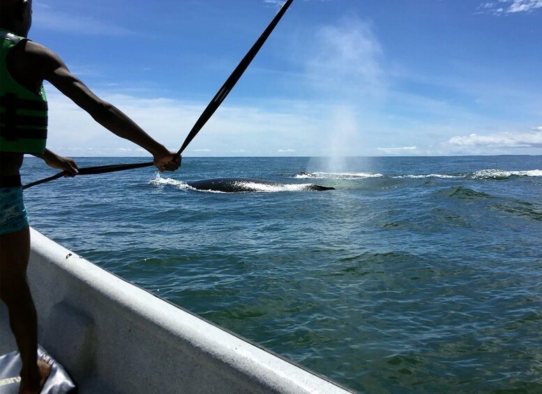 Picture 19 for Activity Cali: Whale Watching in the Colombian Pacific Coast