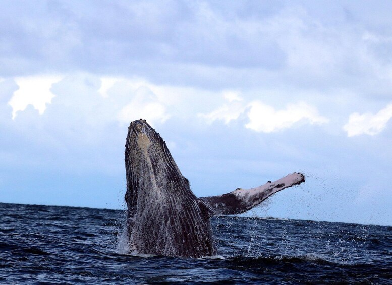 Cali: Whale Watching in the Colombian Pacific Coast