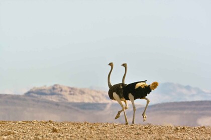 Namib Naukluft Park Landscape, Mountains & Wildlife Day Tour