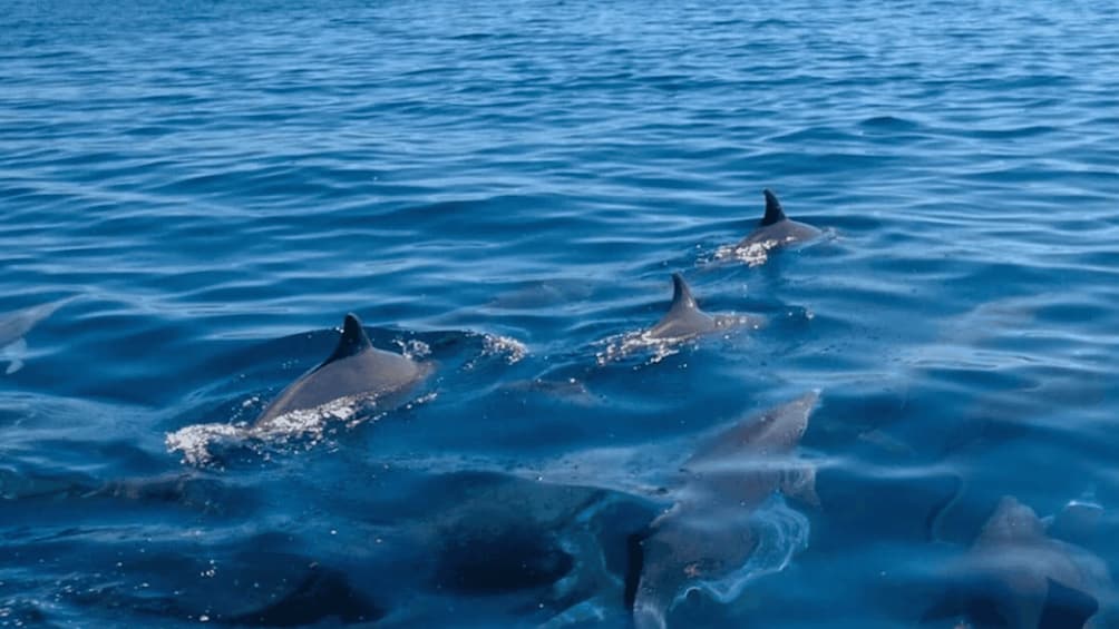 Picture 2 for Activity Trou d'Eau Douce: Southeast 5 Island Adventure