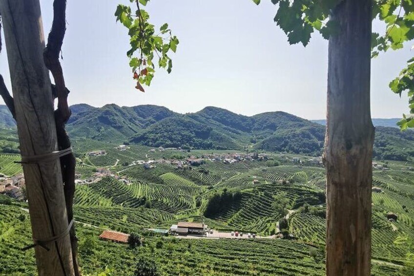 Prosecco Hills Wine and Cheese Tasting Tour