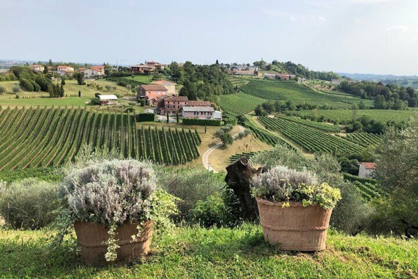 Prosecco Hills Wine and Cheese Tasting Tour