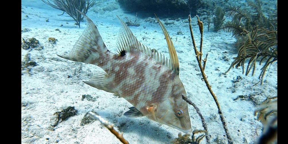 Picture 1 for Activity San Andres: SCUBA Diving Experience with Hotel Pickup