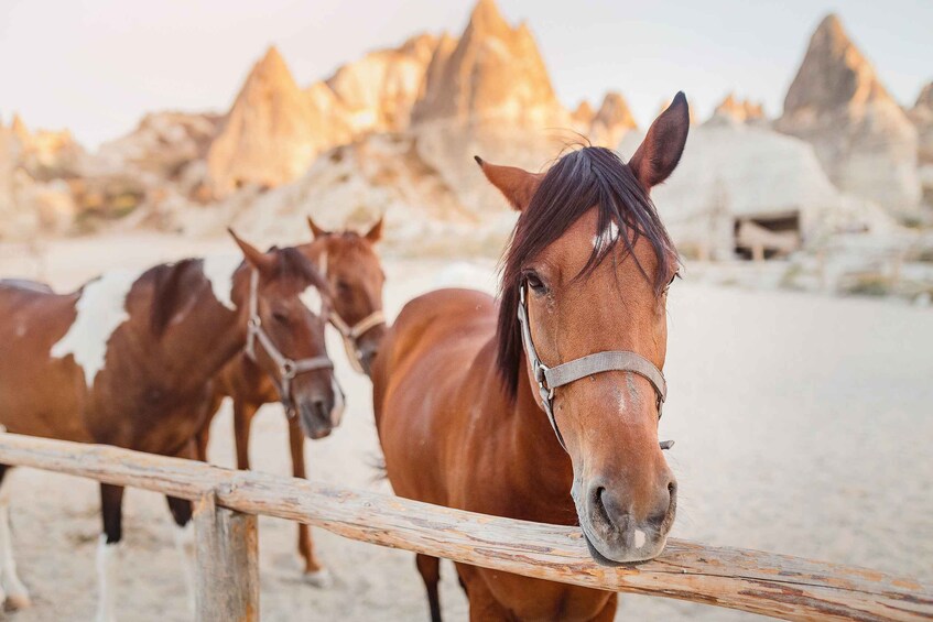 Picture 4 for Activity Göreme: Horseback Riding Experience in Cappadocia