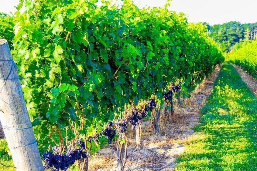 Half-Day Private Niagara-On-The-Lake Wine Tour from St.Catharines
