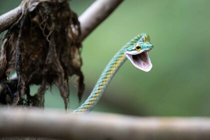 Manaus: Mehrtägiger Amazonas-Survival-Trip mit Camping