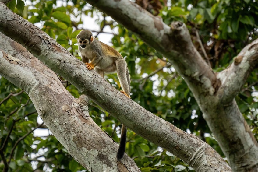 Picture 8 for Activity Manaus: Multi-Day Amazon Survival Trip with Camping