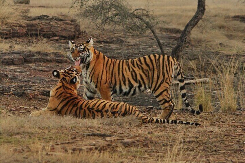 Guided Tour of Ranthambore National Park