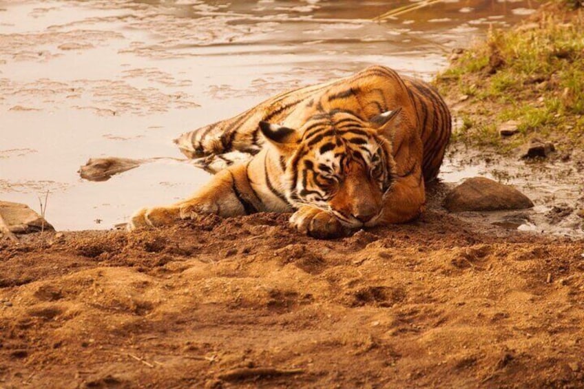 Guided Tour of Ranthambore National Park