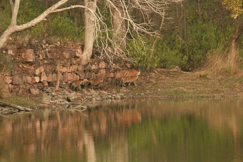 Guided Tour of Ranthambore National Park