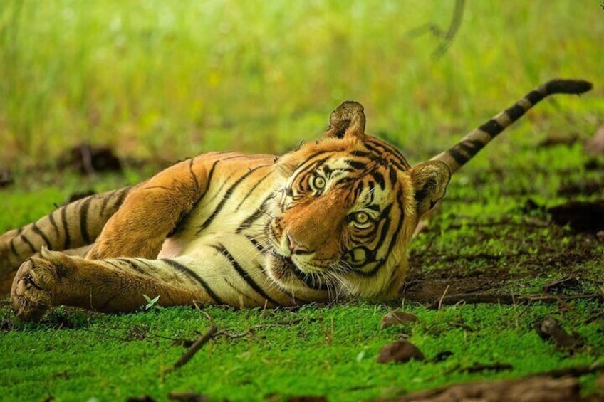 Ranthambore Safari Booking