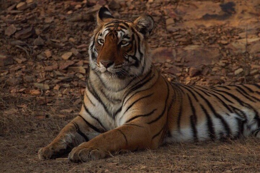 Guided Tour of Ranthambore National Park