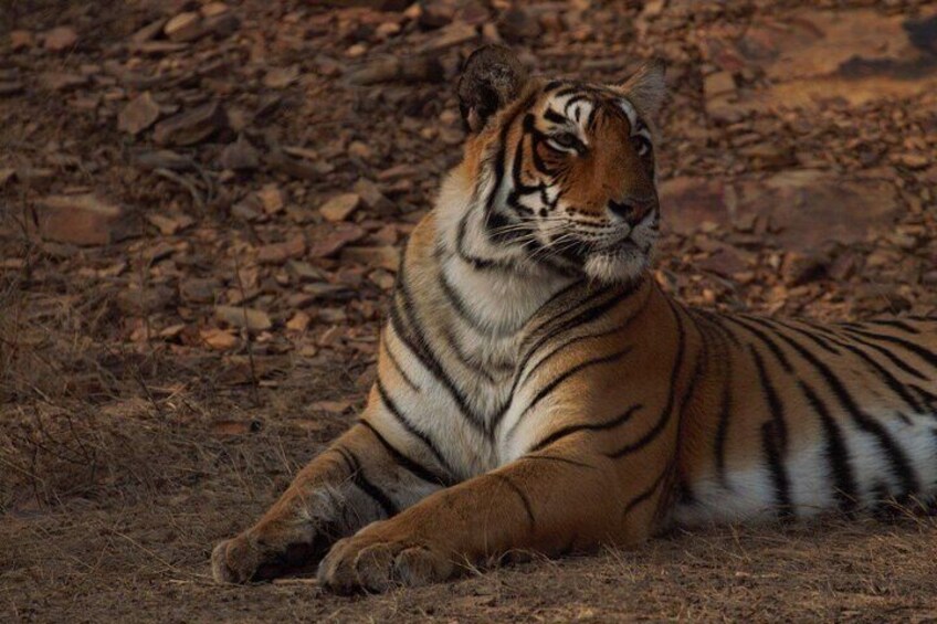 Guided Tour of Ranthambore National Park