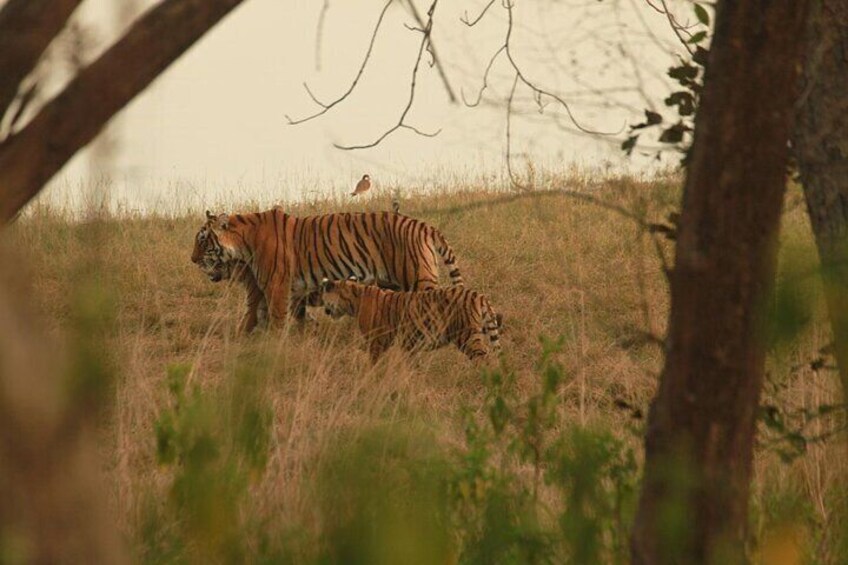 Guided Tour of Ranthambore National Park