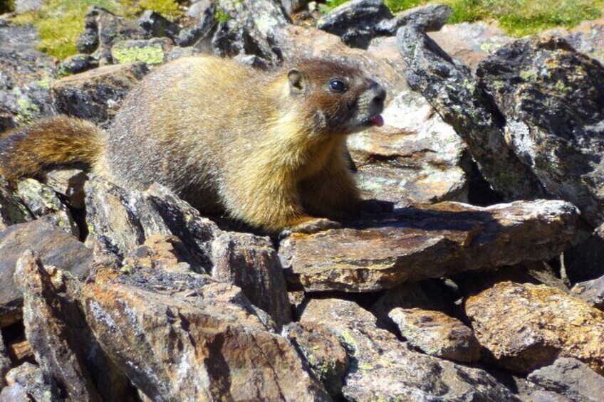 Custom Private Rocky Mountain National Park Full Day Tour