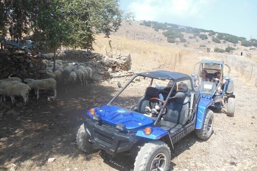 Shared Buggy Safari in Crete with a Guide