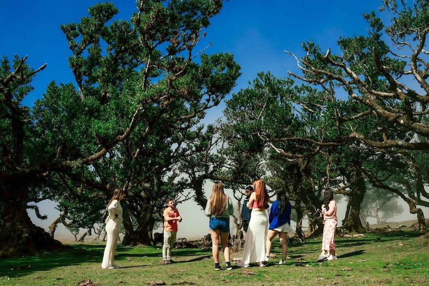 Picture 20 for Activity Madeira: Skywalk, Porto Moniz, Seixal, and Fanal Jeep Tour