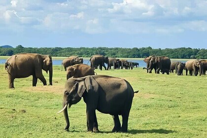 Udawalawe Olifantensafari en weeshuistour Kustexcursies