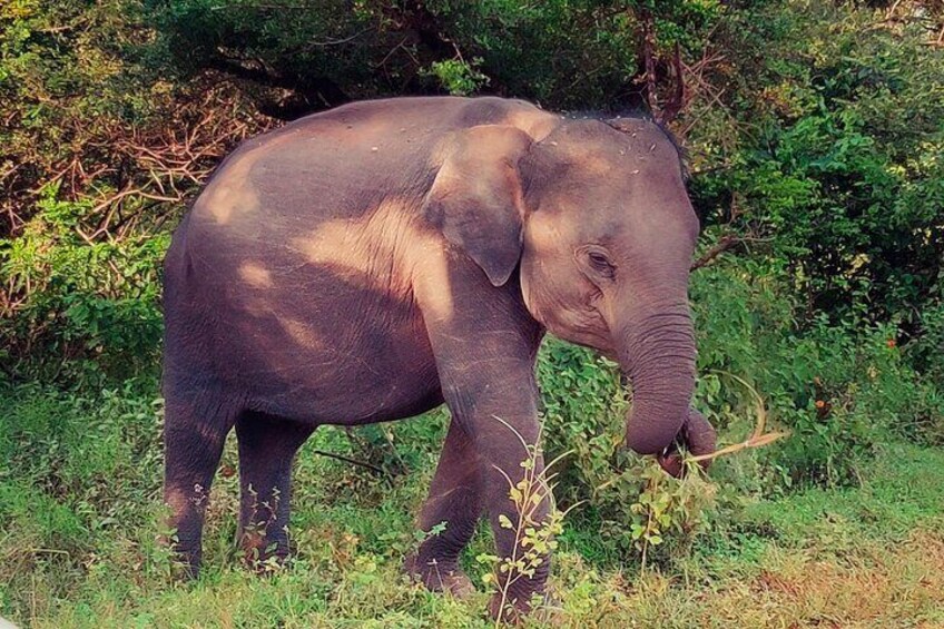 Elephant posing for Pictures at Udawalawe National Park