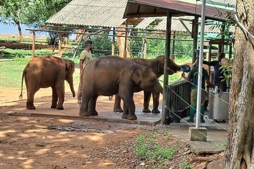 Baby Elephants Feeding Show