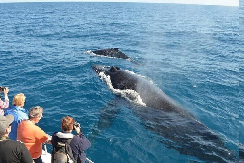 Whale Watching Adventure with Cayo Levantado & El Limón Waterfall