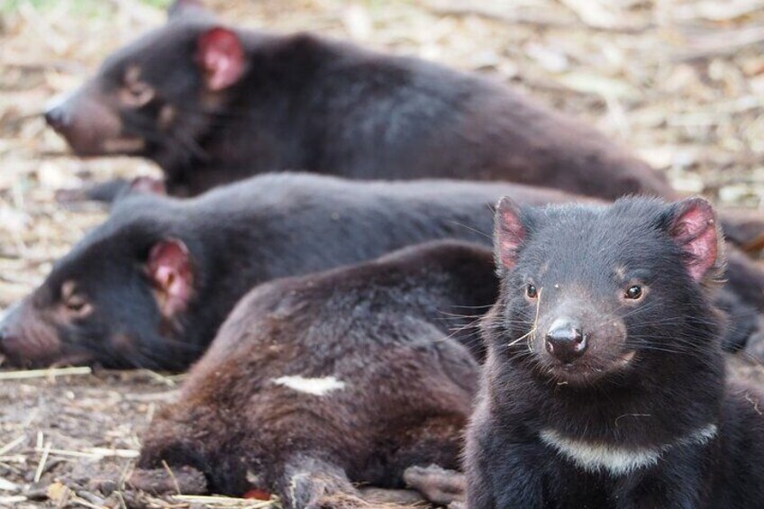 Tasmanian Devils