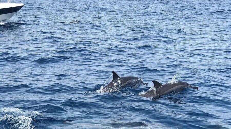 Oman's Coastal Magic Dolphin Watching Tour in Muscat