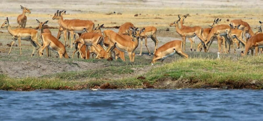 Picture 14 for Activity From Kasane: Chobe River Sunset Cruise