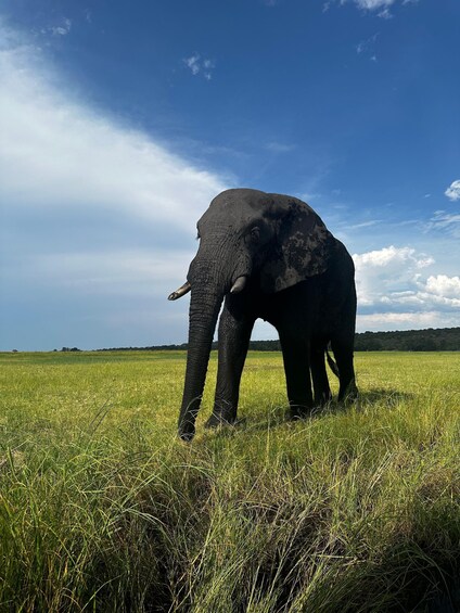 Picture 11 for Activity From Kasane: Chobe River Sunset Cruise