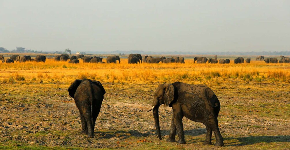 Picture 8 for Activity From Kasane: Chobe River Sunset Cruise