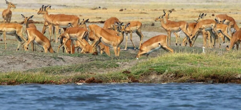 Picture 14 for Activity From Kasane: Chobe River Sunset Cruise