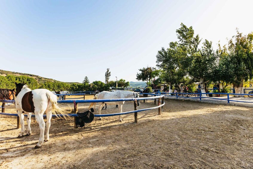 Picture 5 for Activity Heraklion: Finikia Horse Riding Tour with Lunch or Dinner