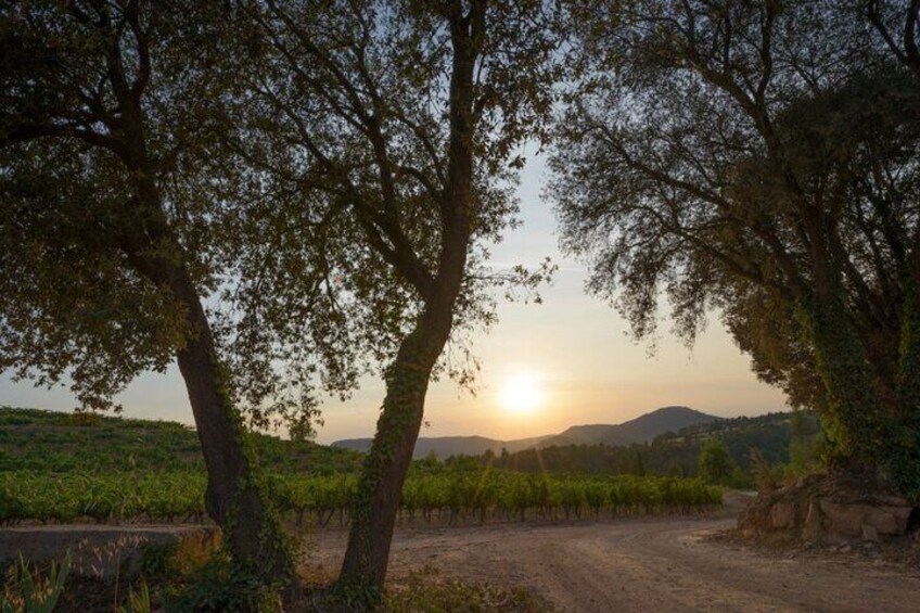 Montserrat Full Day Tour with Farmhouse Lunch and Winery Visit