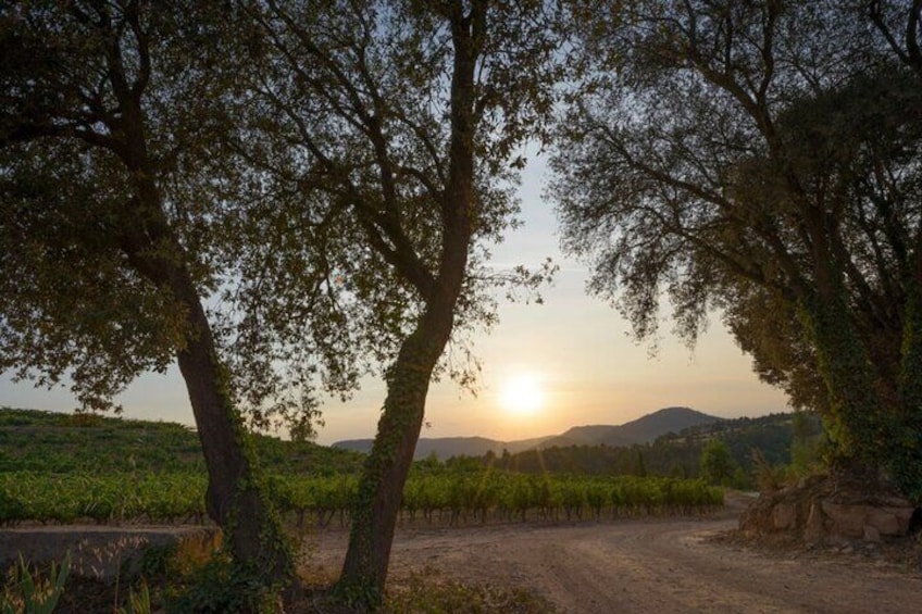 Montserrat Full Day Tour with Farmhouse Lunch and Winery Visit