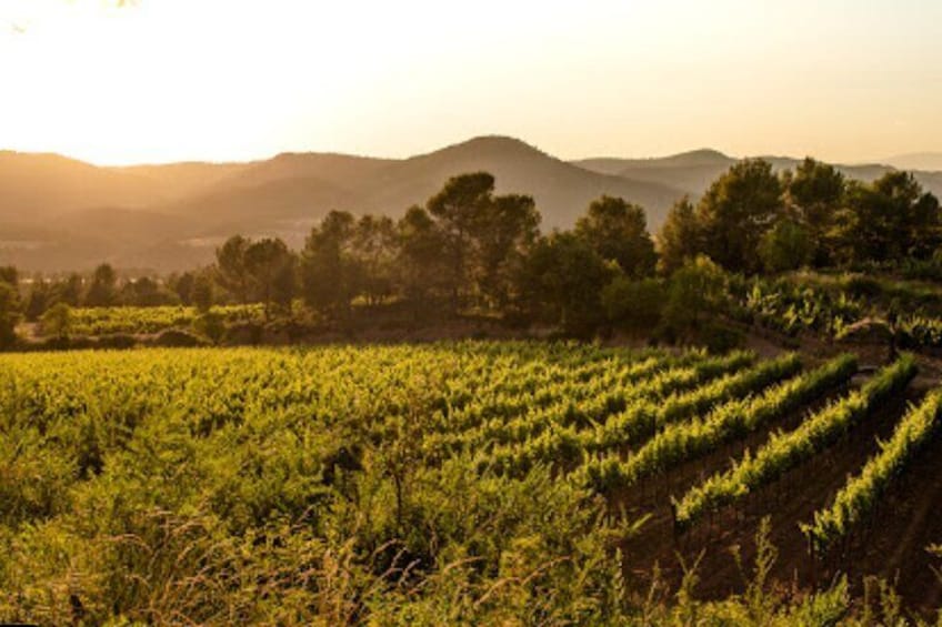 Montserrat Full Day Tour with Farmhouse Lunch and Winery Visit