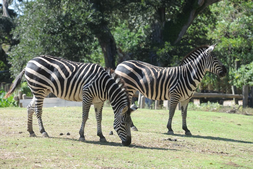 Picture 9 for Activity New Orleans: Audubon Zoo Ticket and Combination Option