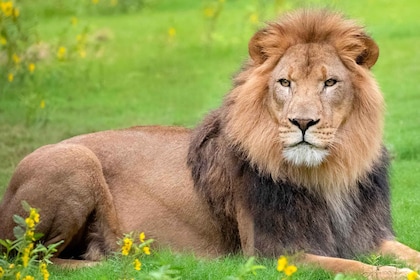 ニューオーリンズオーデュボン動物園チケットとコンビネーションオプション