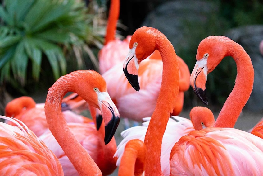 Picture 1 for Activity New Orleans: Audubon Zoo Ticket and Combination Option