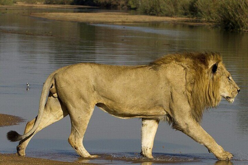 3 Days Tour in Kruger Shalati