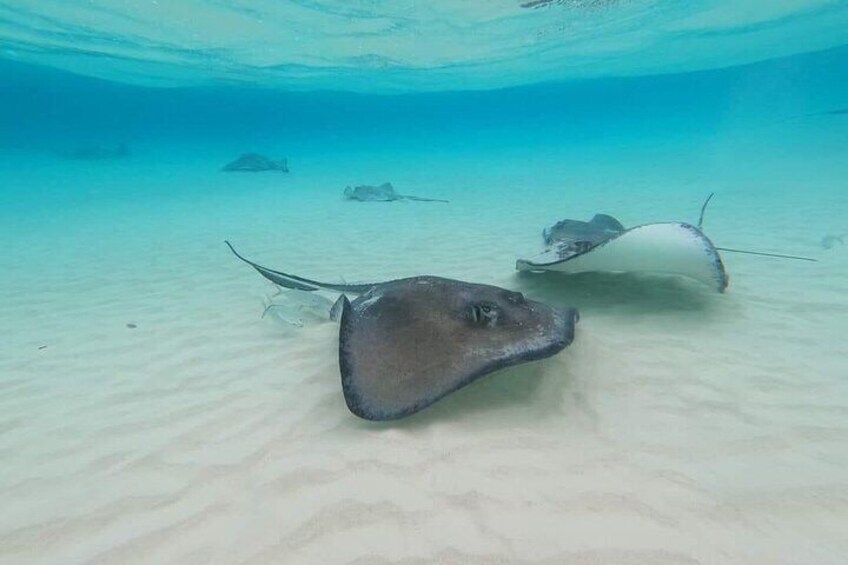 Stingray City