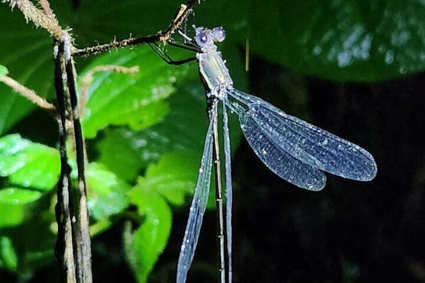 La Carpintera Night Tour San Jose Hidden Nocturnal Wildlife 