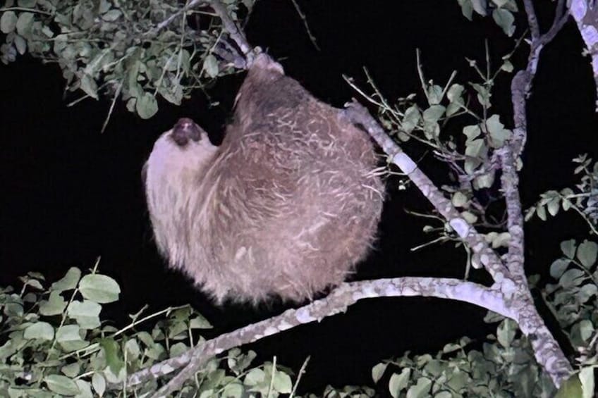 La Carpintera Night Tour San Jose Hidden Nocturnal Wildlife 